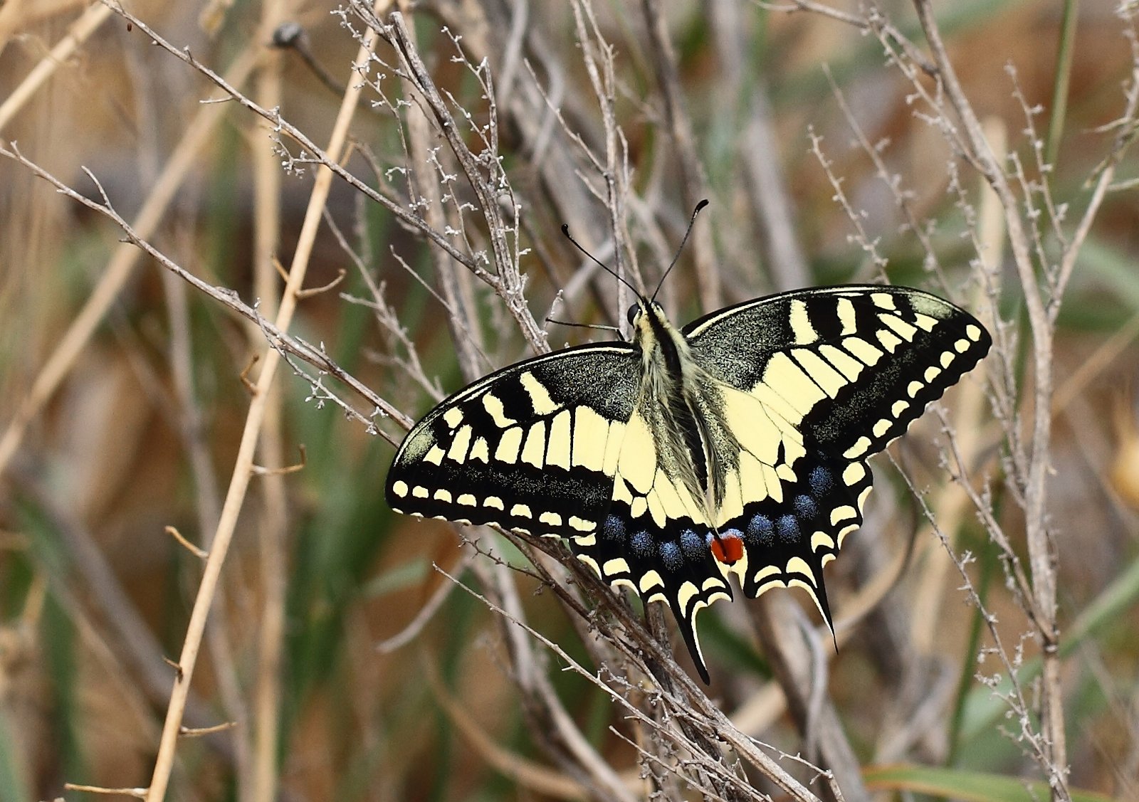 Svalehale, Papilio machaon