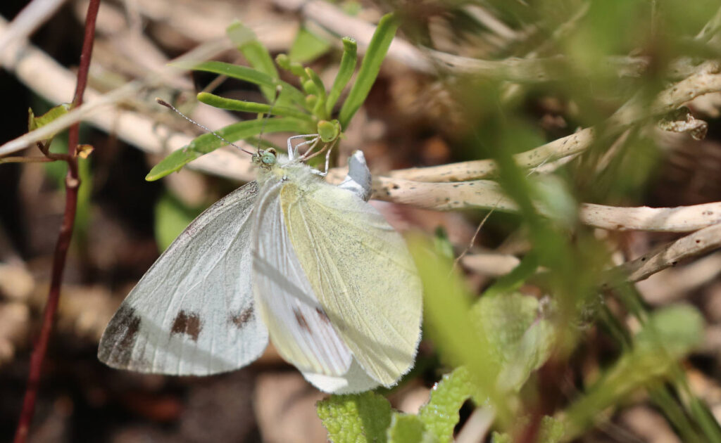 Sydlig kålsommerfugl, Pieris mannii