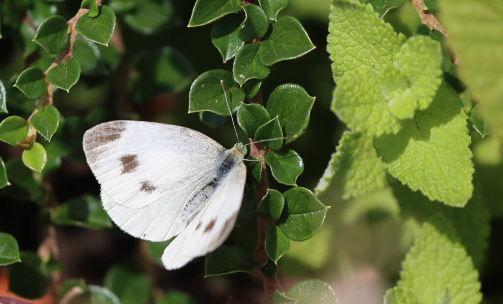 Sydlig kålsommerfugl, Pieris mannii