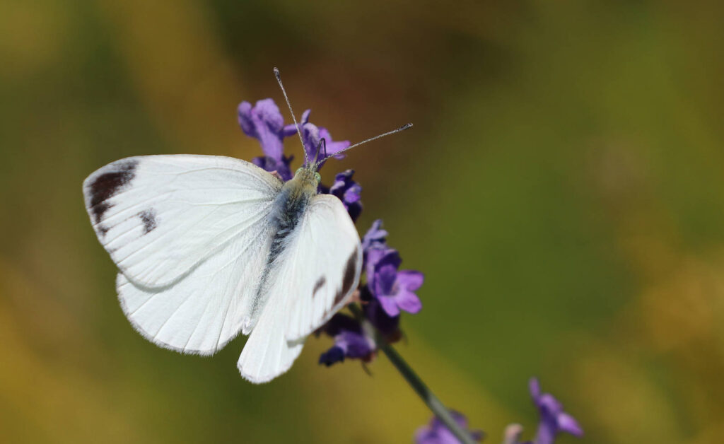 Sydlig kålsommerfugl, Pieris mannii