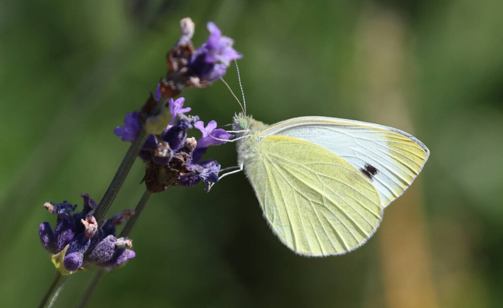 Sydlig kålsommerfugl, Pieris mannii