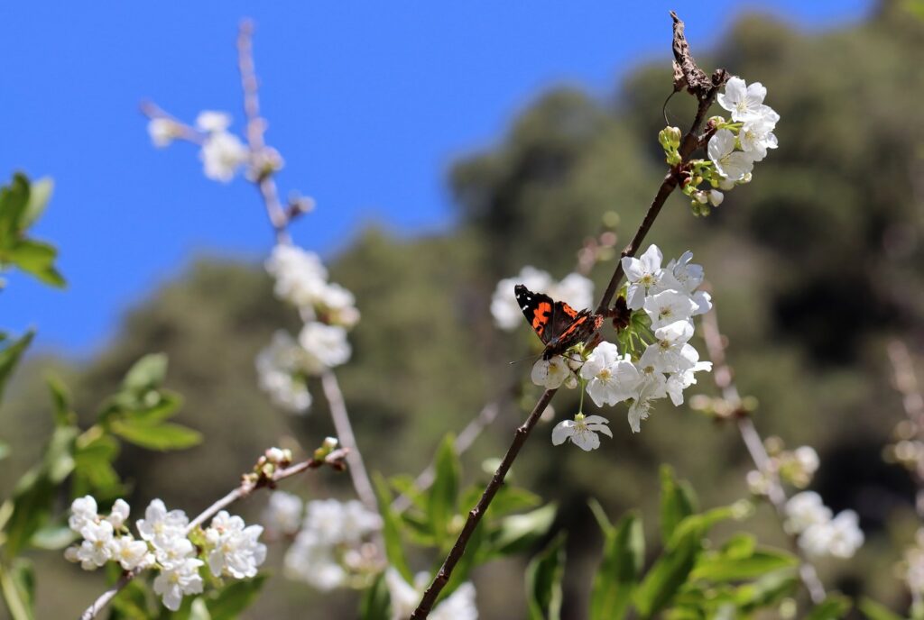 Kanarisk admiral, Vanessa vulcania