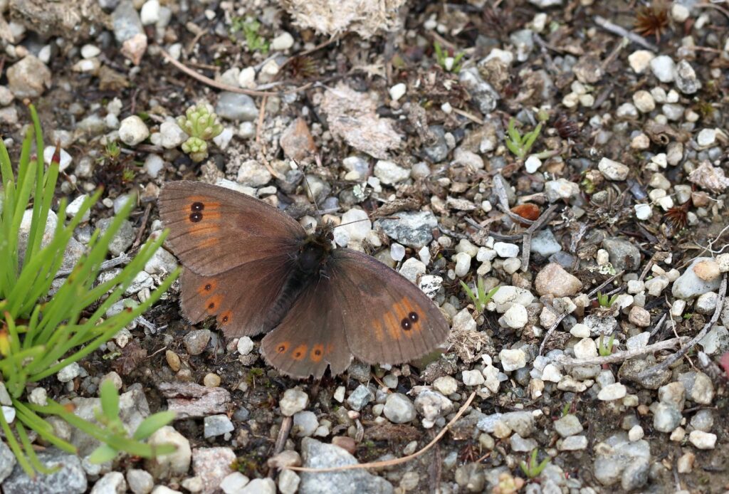 Vestlig Messing-bjergrandøje, Erebia cassioides arvernensis