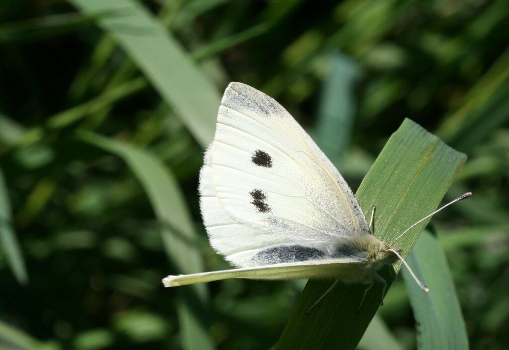 White Butterfly, Pieris rapae