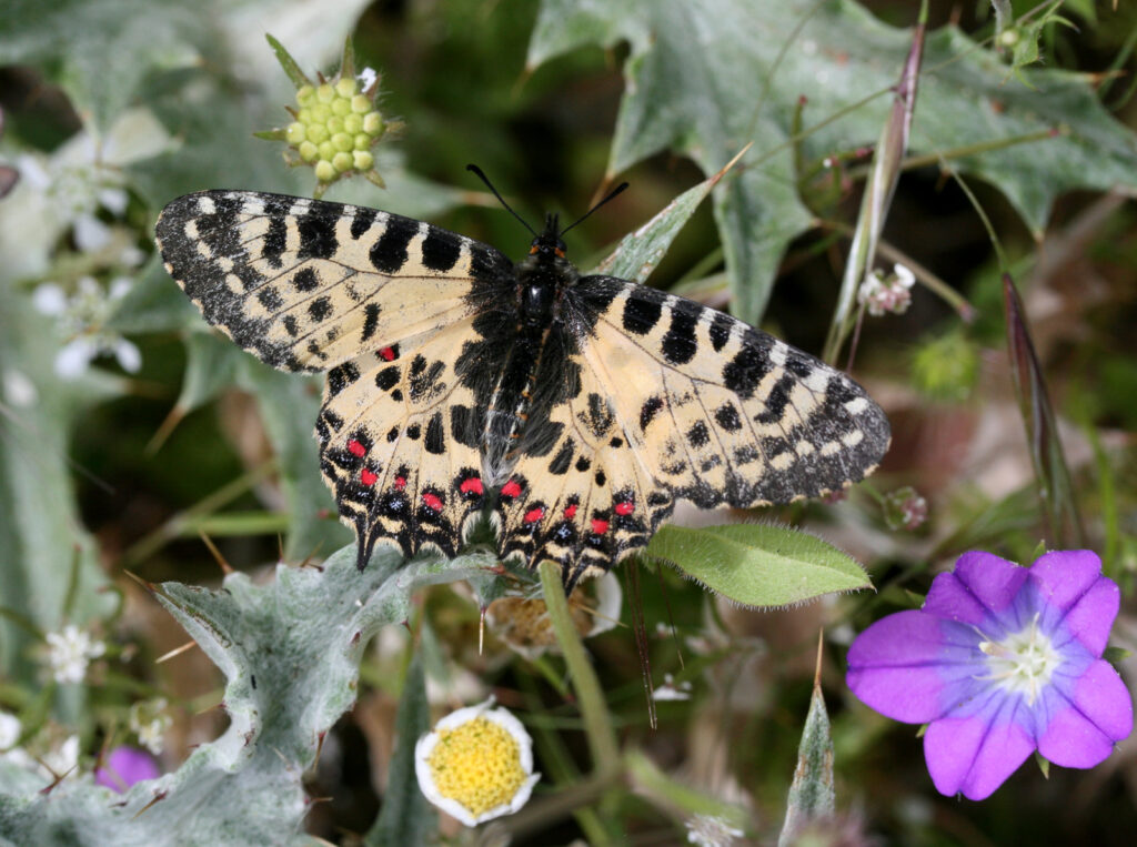 Østlig guirlandesommerfugl, Zerynthia cerisy