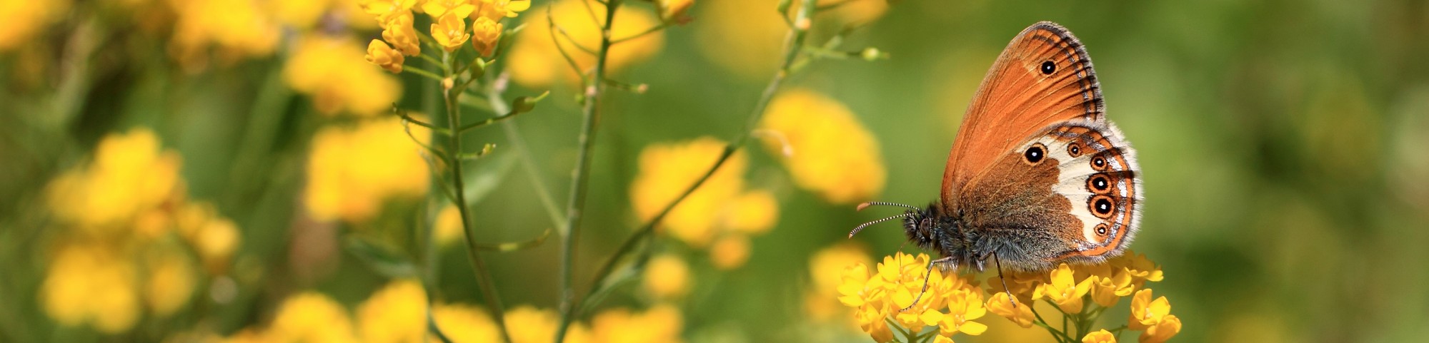 KajsNatur – Sommerfugle, Butterflies