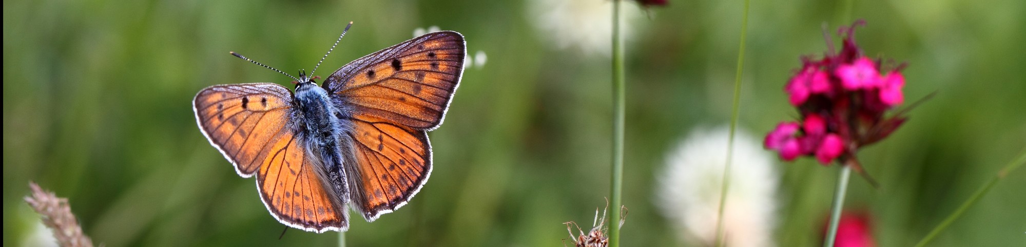 KajsNatur – Sommerfugle, Butterflies